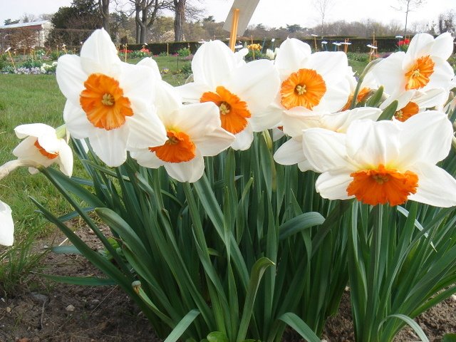 Narcissus grande couronne 'Professor Einstein'